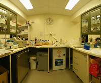 Molecular Laboratory